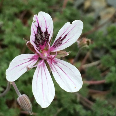 Erodium_Katherine_Joy