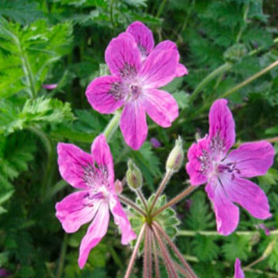 Erodium_manascavii