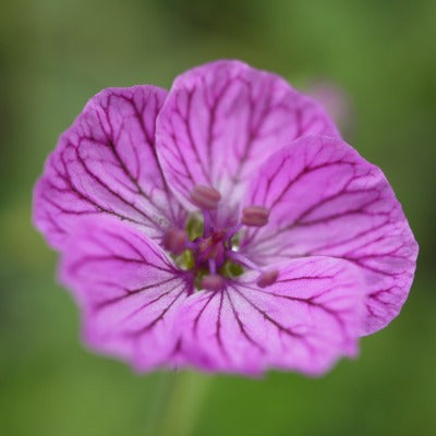 Erodium_Maryla
