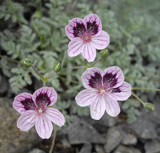 Erodium_x_kolbianum_Natasha