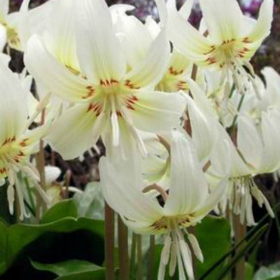 Erythronium_californicum_White_Beauty