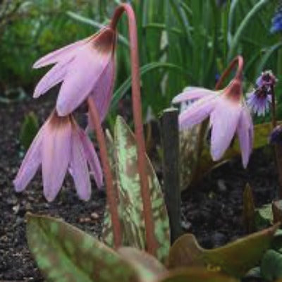 Erythronium dens canis Pink Perfection