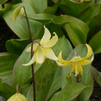 Erythronium_pagoda.jpg