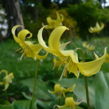 Erythronium_tuolumnense