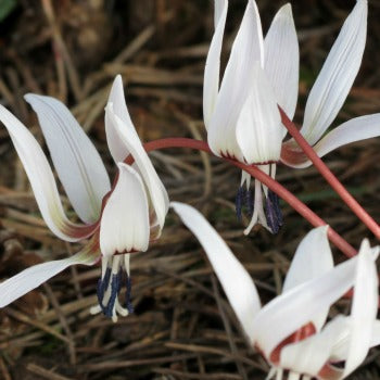 Erythronium_Snowflake