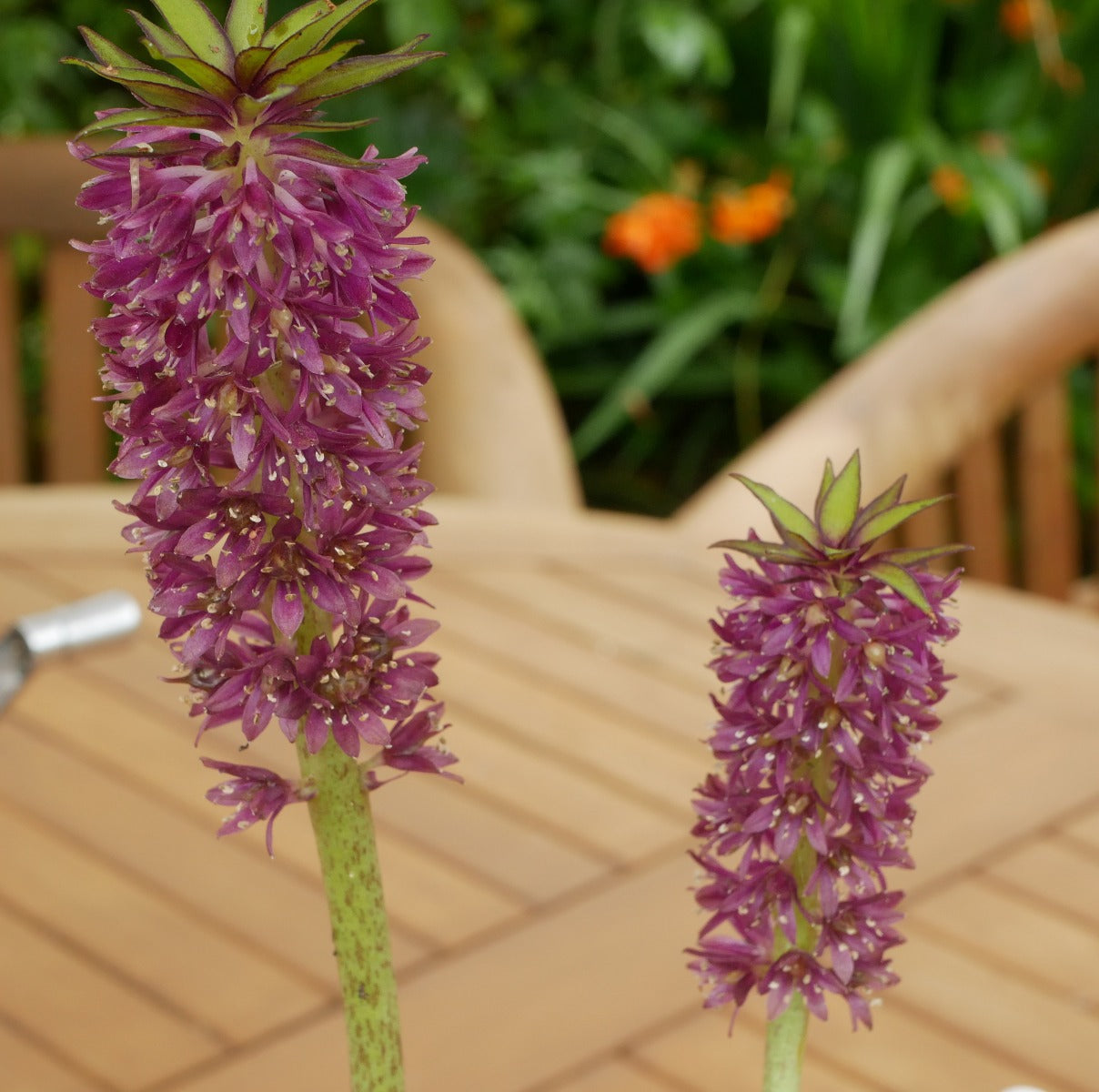 Eucomis Leia