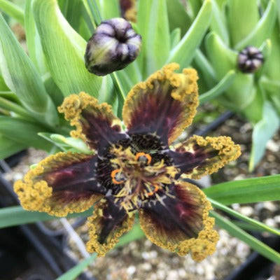 Ferraria_crispa