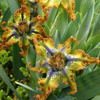 Ferraria_variabilis