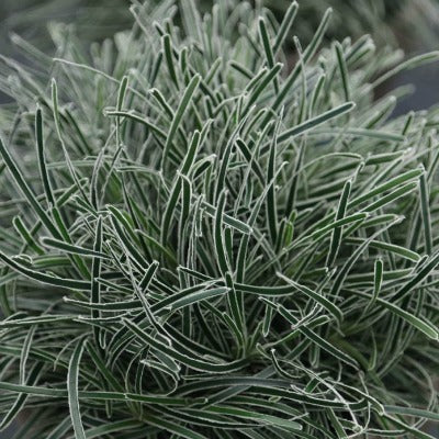 Ficinia_truncata_Ice_Crystal