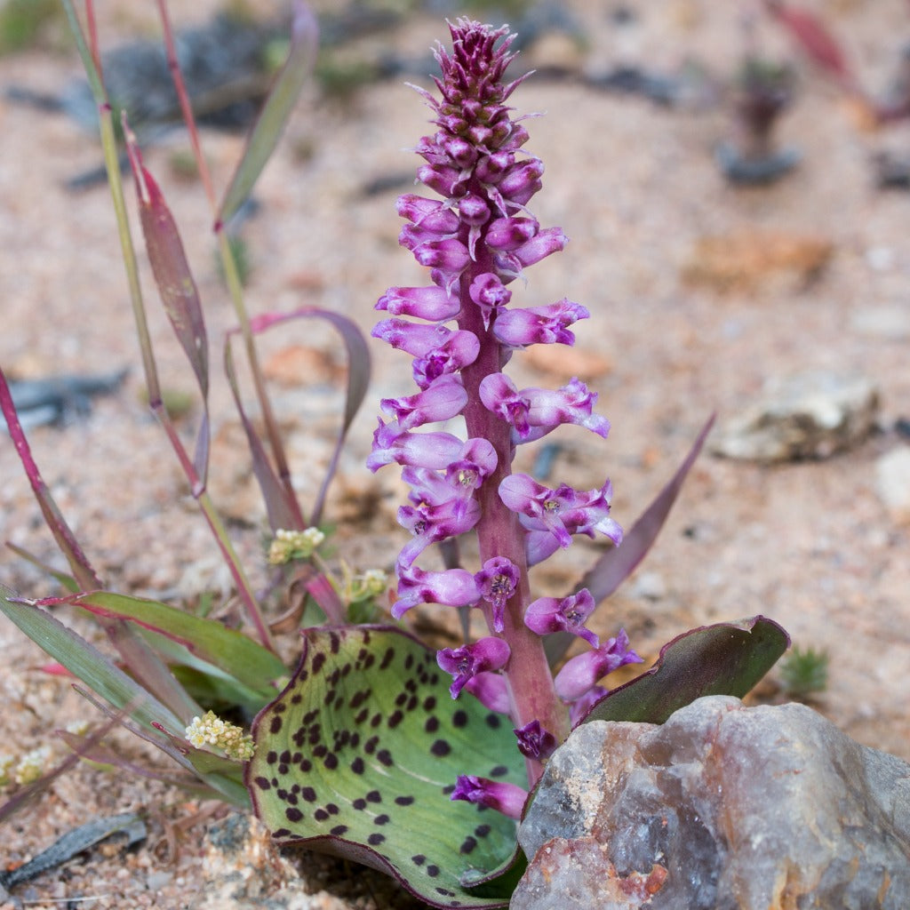 Lachenalia carnosa syn ovatifolia