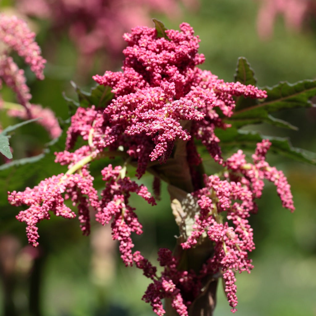 Rheum palmatum atrosanguineus