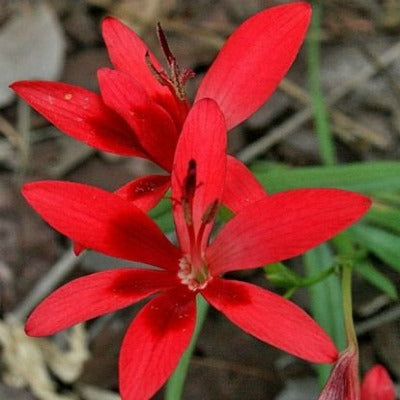 Freesia_grandiflora_sub_sp_grandiflora