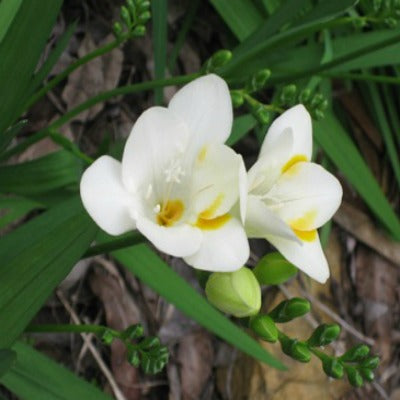 Freesia_lactea