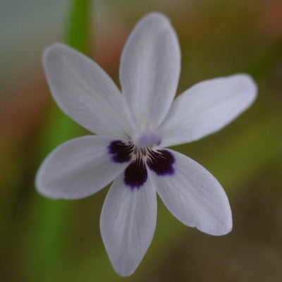 Freesia laxa Azurea