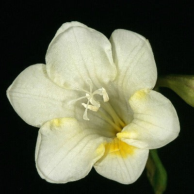 Freesia leichtlinii