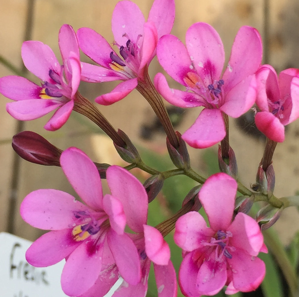 Freesia verrucosa