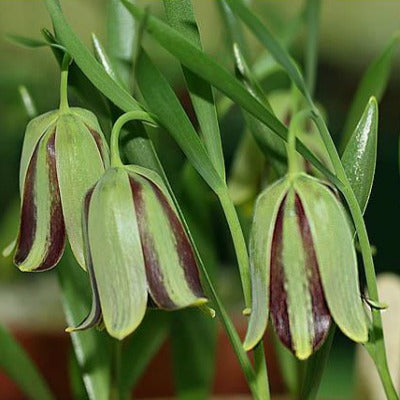 Fritillaria_acmopetala