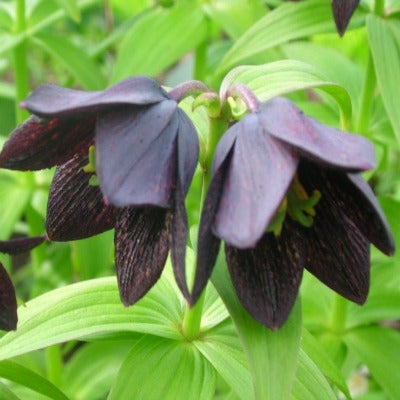 Fritillaria camschatcensis