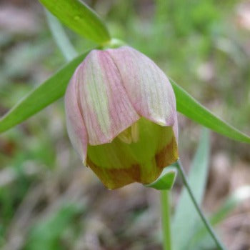 Fritillaria_pontica.jpg