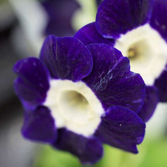 Primula auricula Full Moon