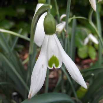 Galanthus_Atkinsii