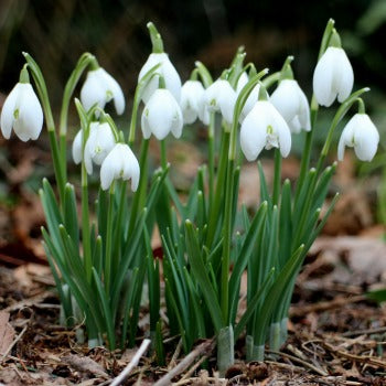 Galanthus_nivalis.jpg