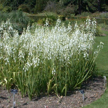 Gaultonia candicans