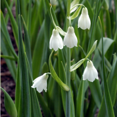 Gaultonia_candicans