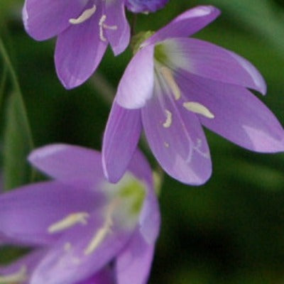 Geissorhiza inaequalis