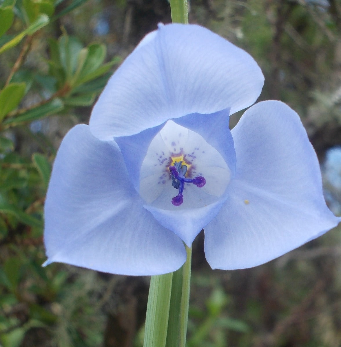 Gelasine caerulea  syn Alophia sellowiana