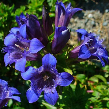 Gentiana_lagodechiana