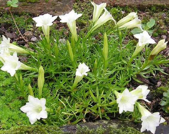 Gentiana_sino_ornata_Serenity