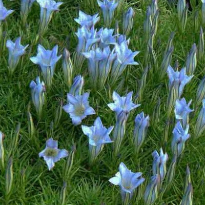 Gentiana 'Strathmore'
