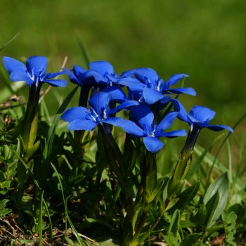 Gentiana_verna.jpg