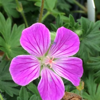 Geranium_Canon_Miles