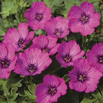 Geranium_cinereum_x_carol.jpg