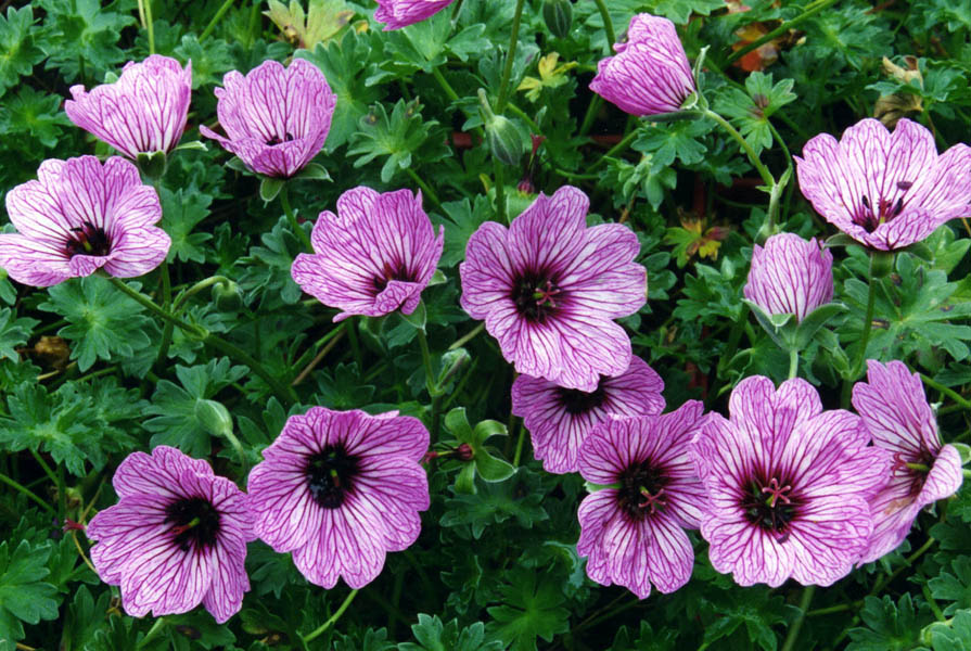 Geranium_cinereum_Ballerina