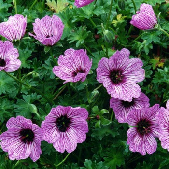 Geranium_cinereum_Ballerina