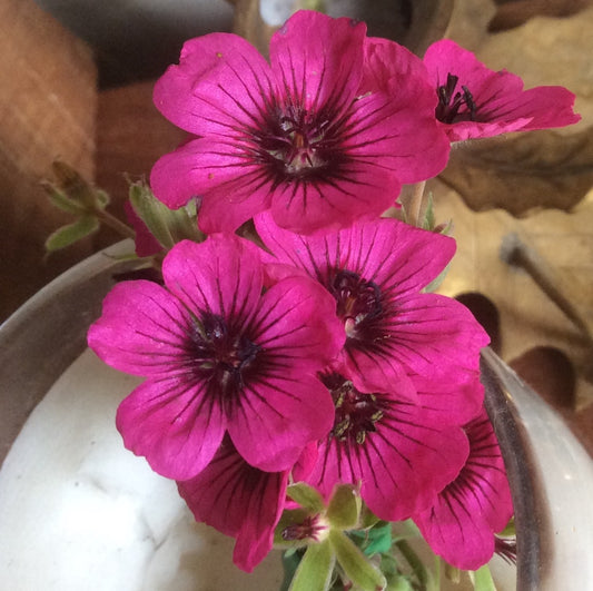 Geranium cinereum 'Dark Eyed Lady'