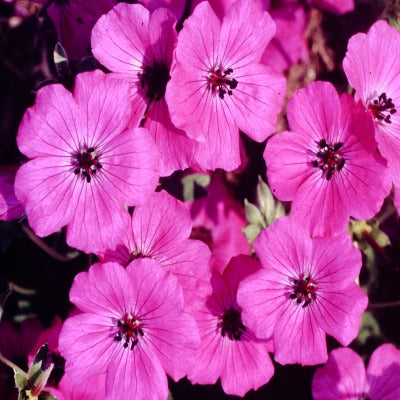 Geranium x cinereum Janette