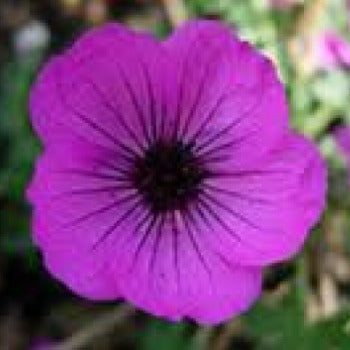 Geranium_cinereum_lambrook_helen.png