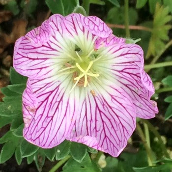 Geranium x cinereum 'Lizabeth'