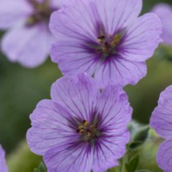 Geranium_cinereum_sophie.jpg