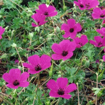 Geranium_cinereum_subcaulescens.jpg