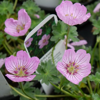 Geranium_cinereum_x_alice_eu17466.jpg