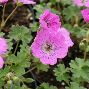 Geranium_cinereum_x_penny_lane_eu17468.jpg
