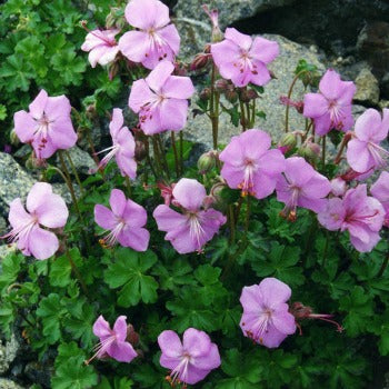 Geranium_dalmaticum