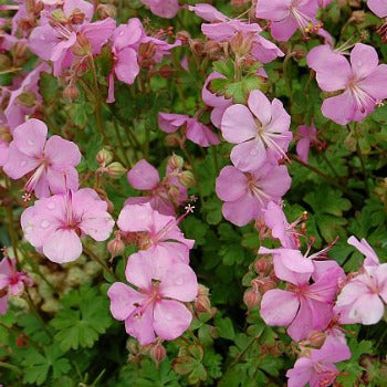 Geranium dalmaticum Bressingham Pink