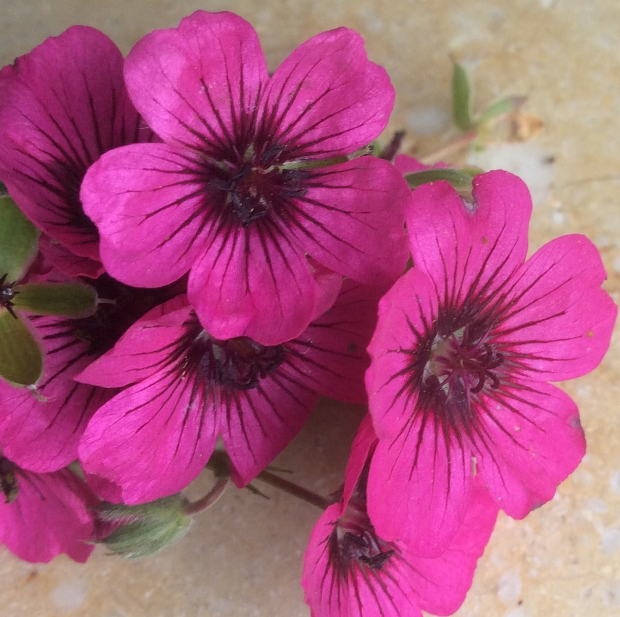 Geranium cinereum 'Dark Eyed Lady'