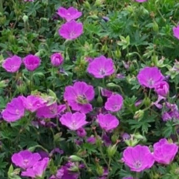 Geranium_dilys.jpg